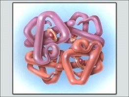 Hemoglobin Molecule
