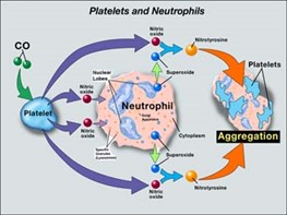Platelets and Neutrophils
