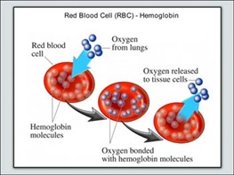 Red Blood Cell Hemoglobin