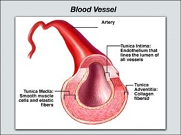 blood vessel layers