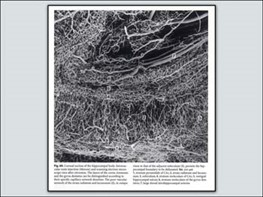 microscopic arterial system